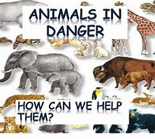 endangered animals